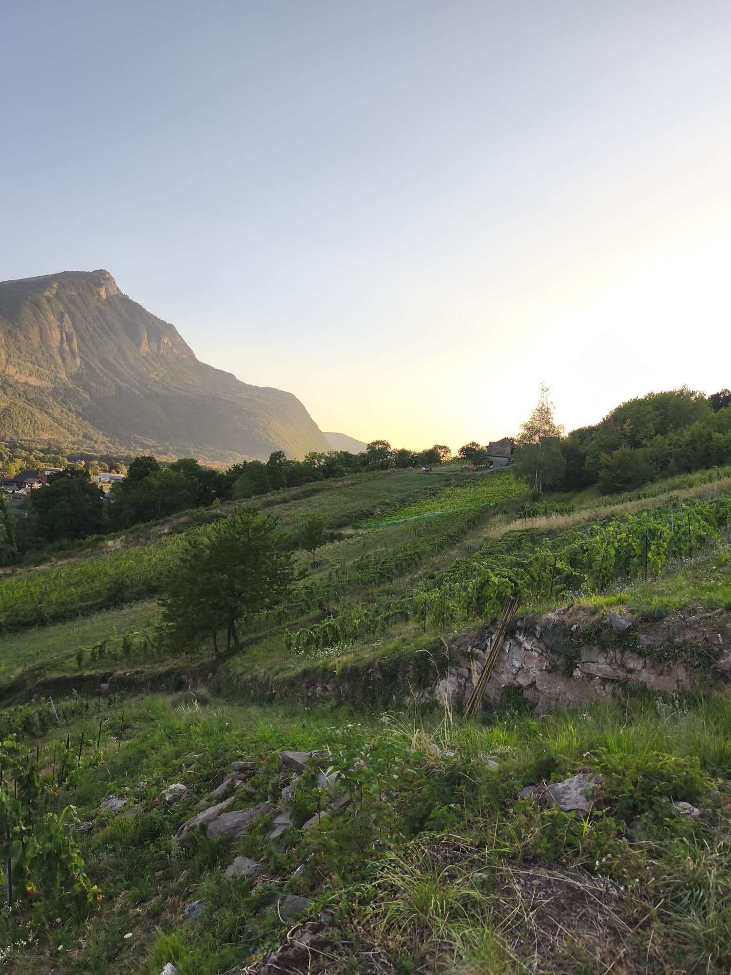 Adrien Vallier dans ses vignes