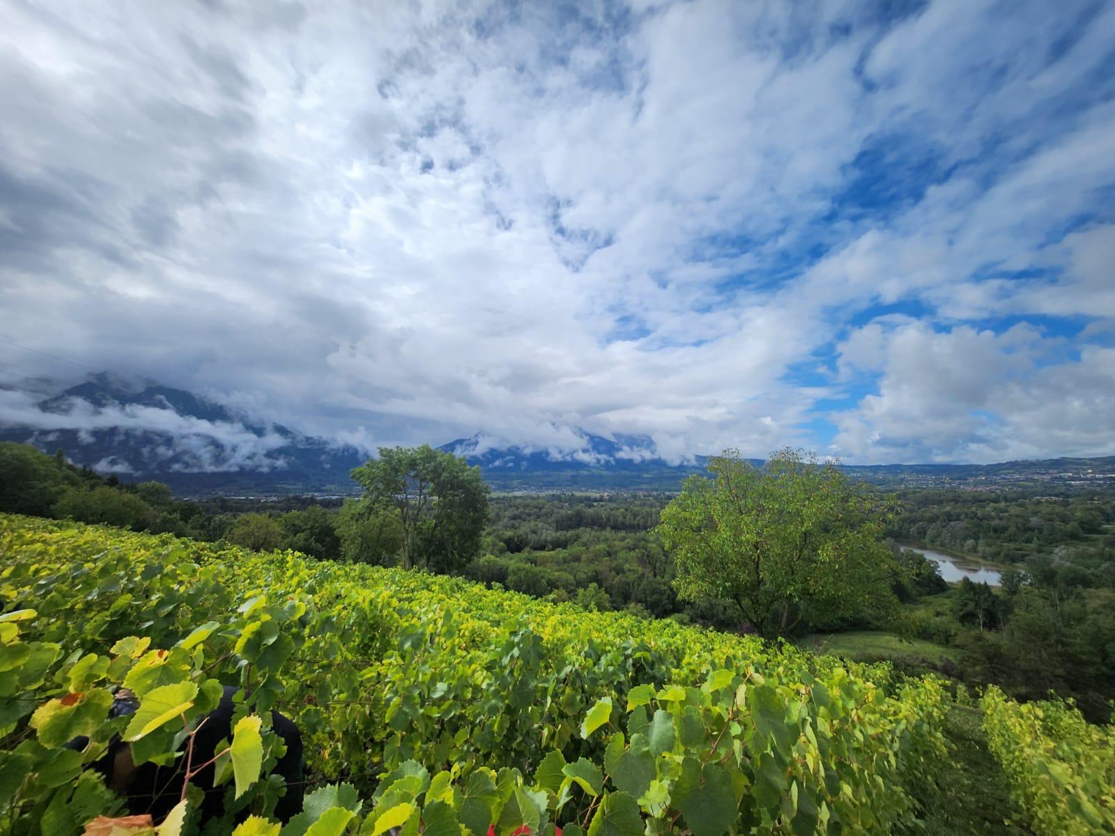 Nicolas Montessuit dans ses vignes