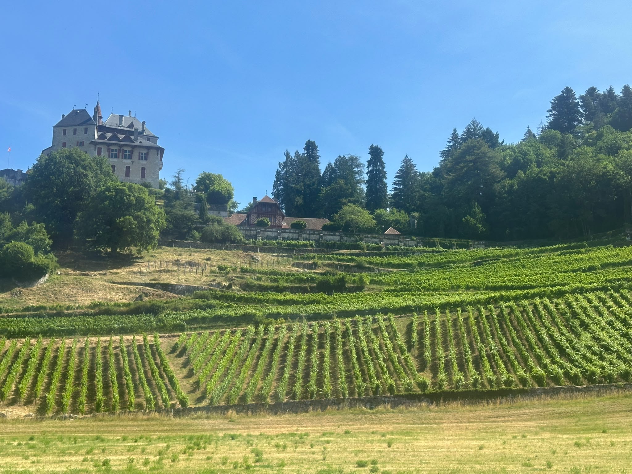 Vignes savoyardes baignées de lumière dorée