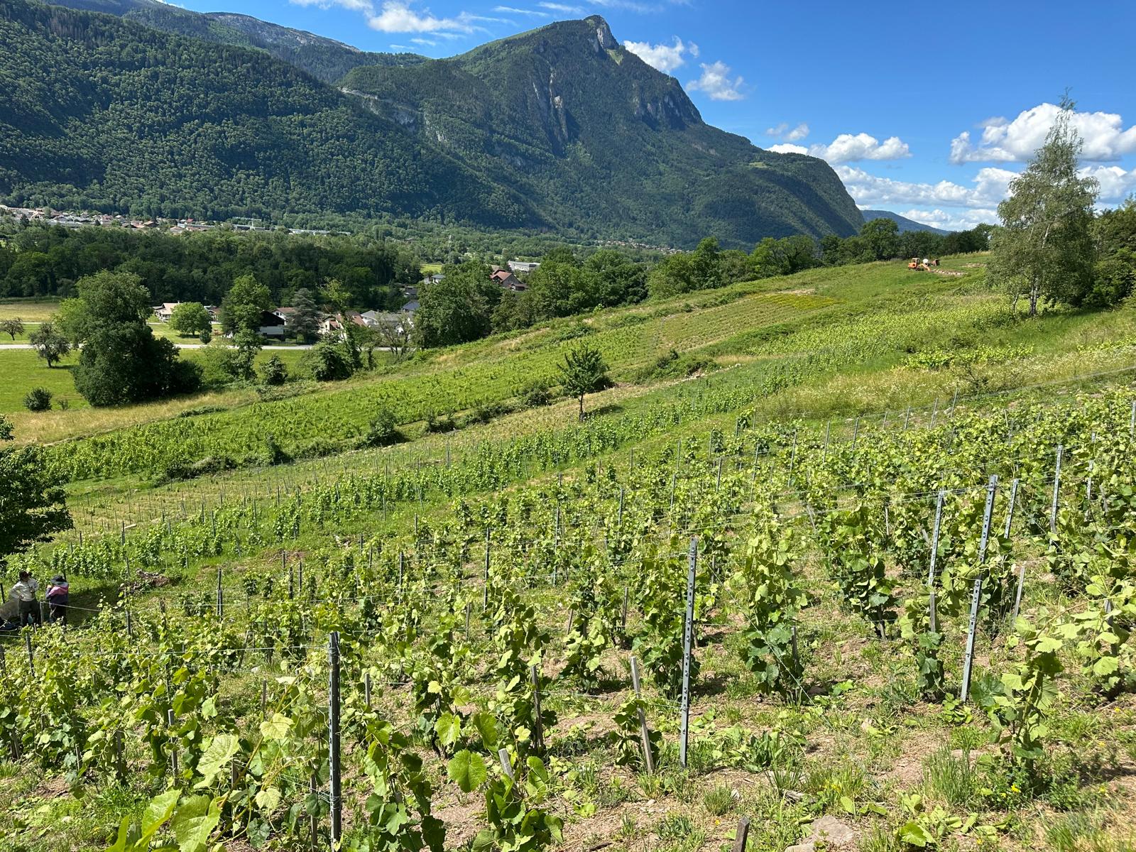 Caroline Baudin dans ses vignes