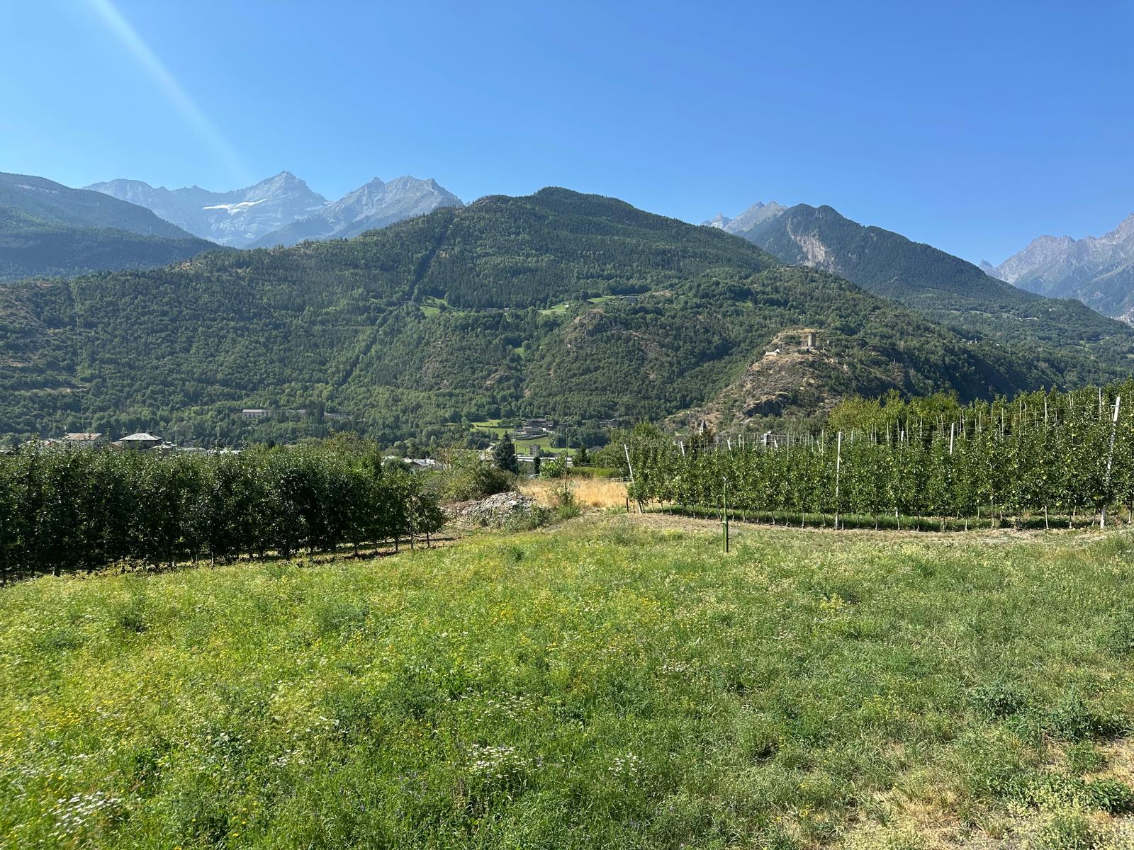 Giorgio Anselmet dans ses vignes