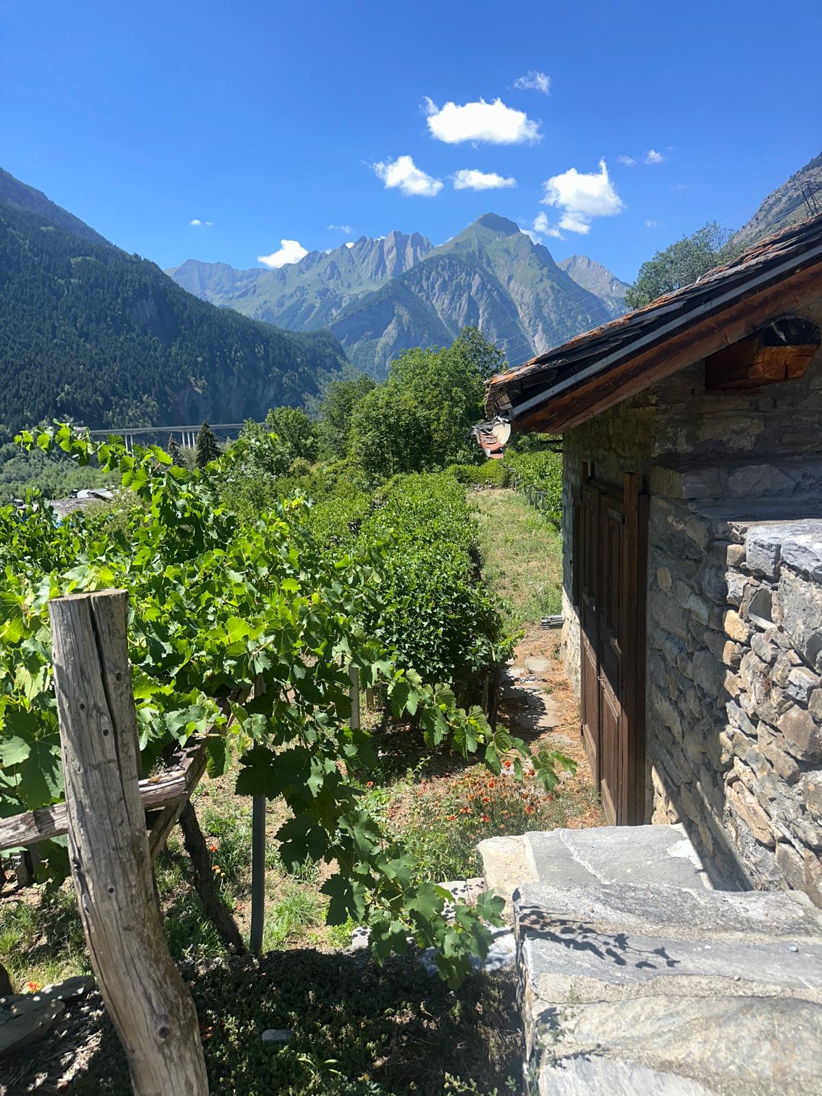 Ninive Ermes Pavese dans ses vignes
