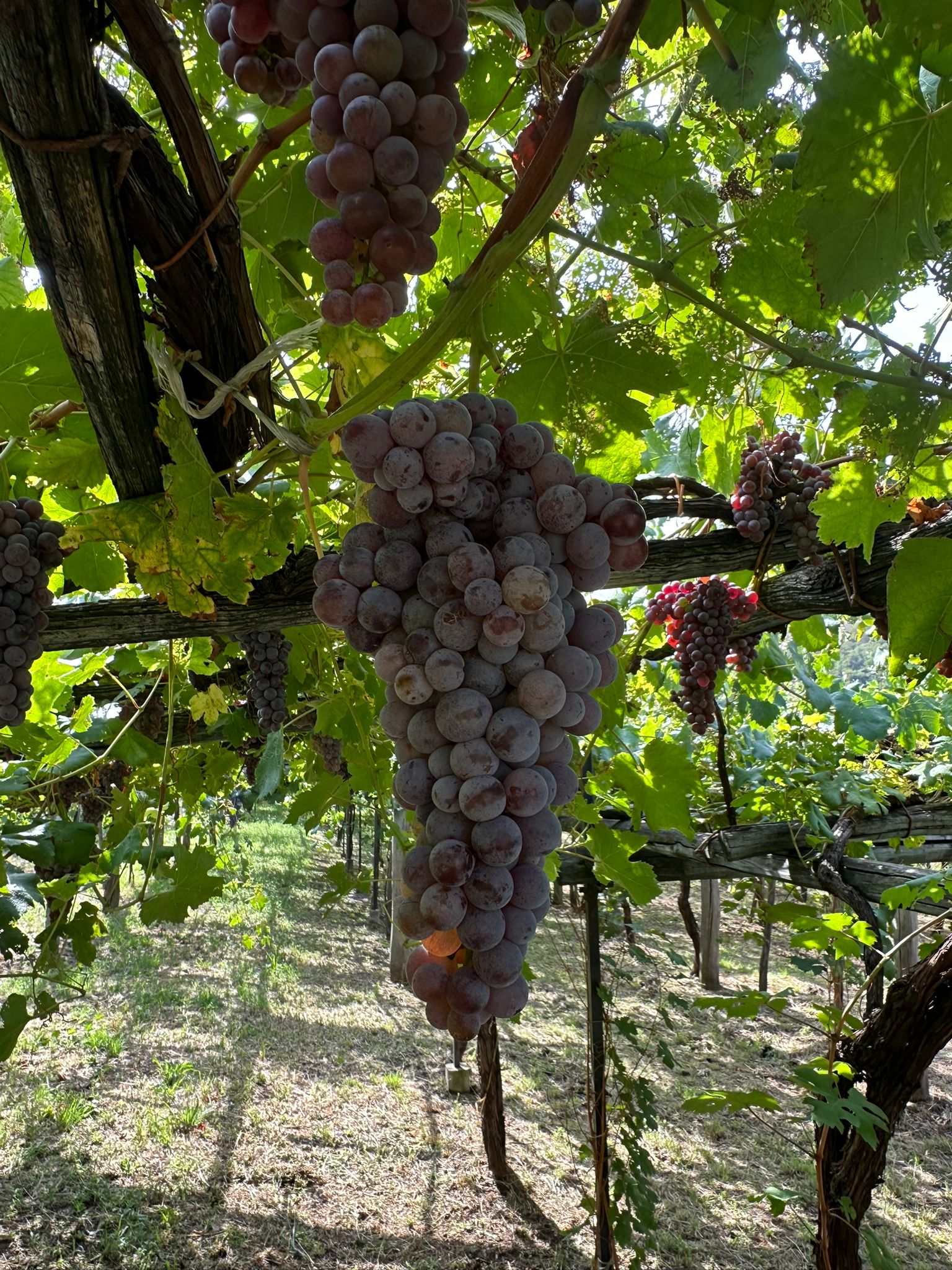 Grappes roses de Nebbiolo à Carema sous la pergola