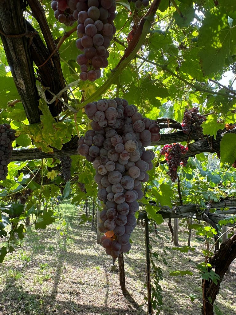 Grappes roses de Nebbiolo à Carema sous la pergola