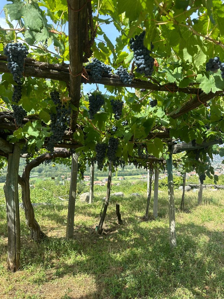 La pergola de Carema, grappes de Nebbiolo suspendues sur fond de village