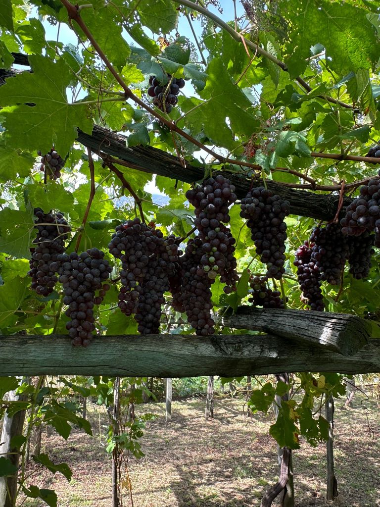 Grappes sombres de Nebbiolo suspendues à la treille de Carema