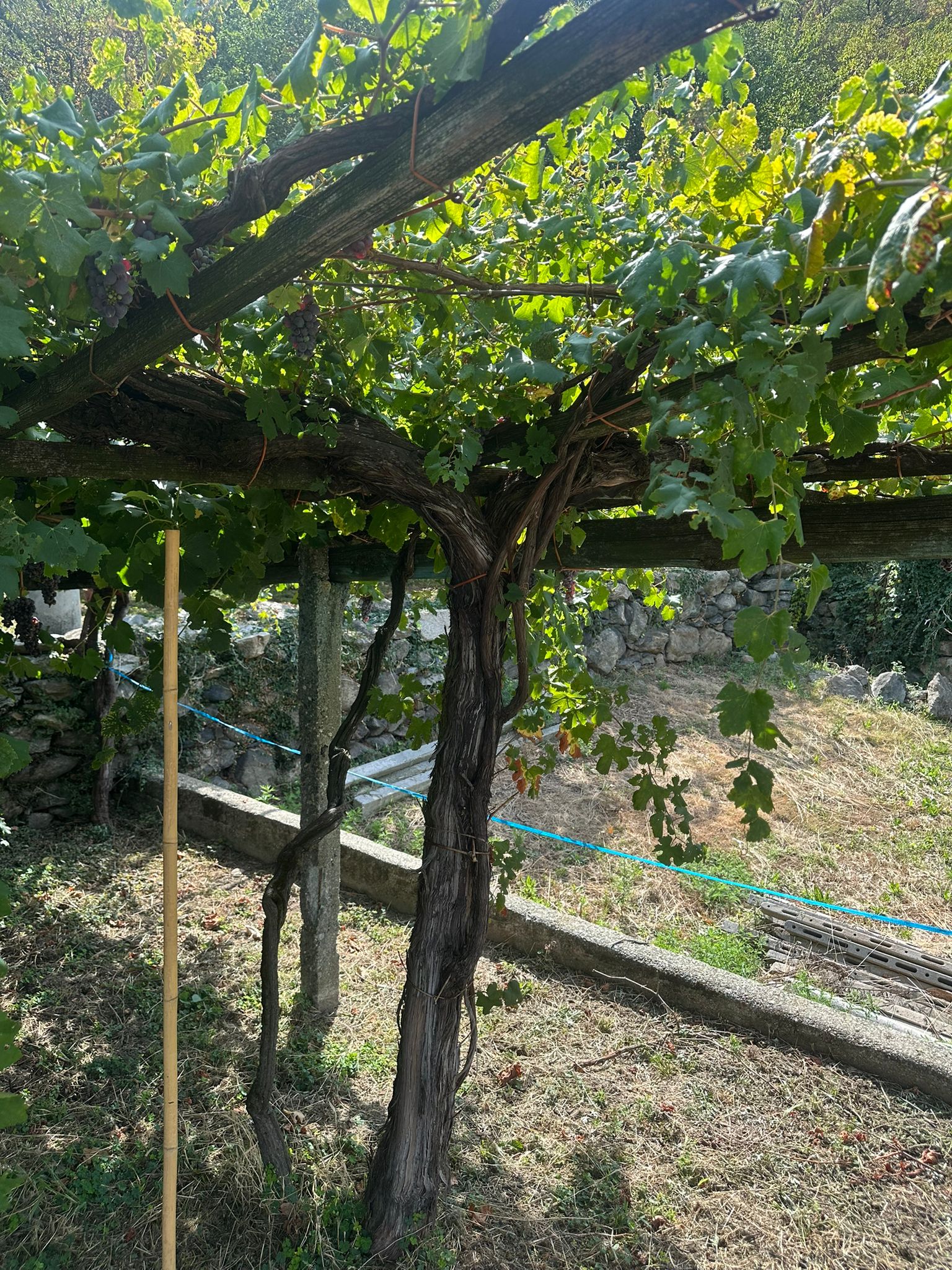 Vieux cep de Nebbiolo à Carema, tronc noueux sous la pergola traditionnelle